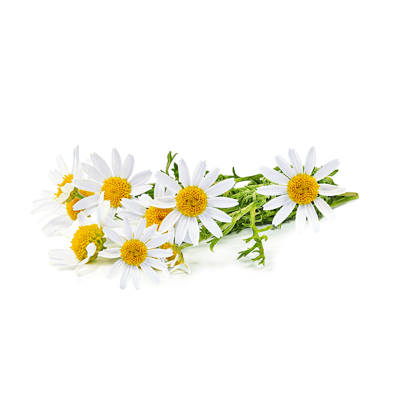 Chamomile Flower Extract