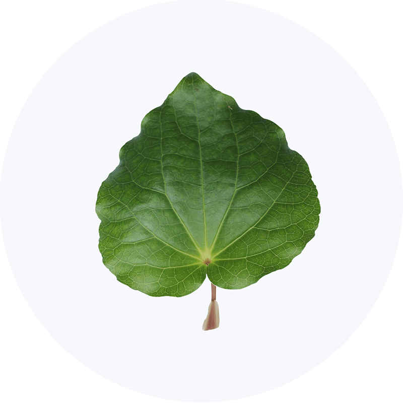Kawakawa Leaf Powder