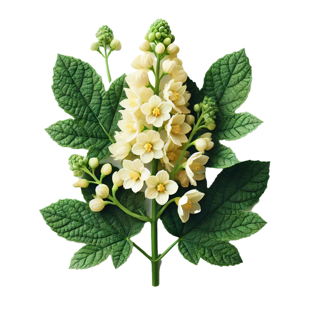 Kumarahou Extract