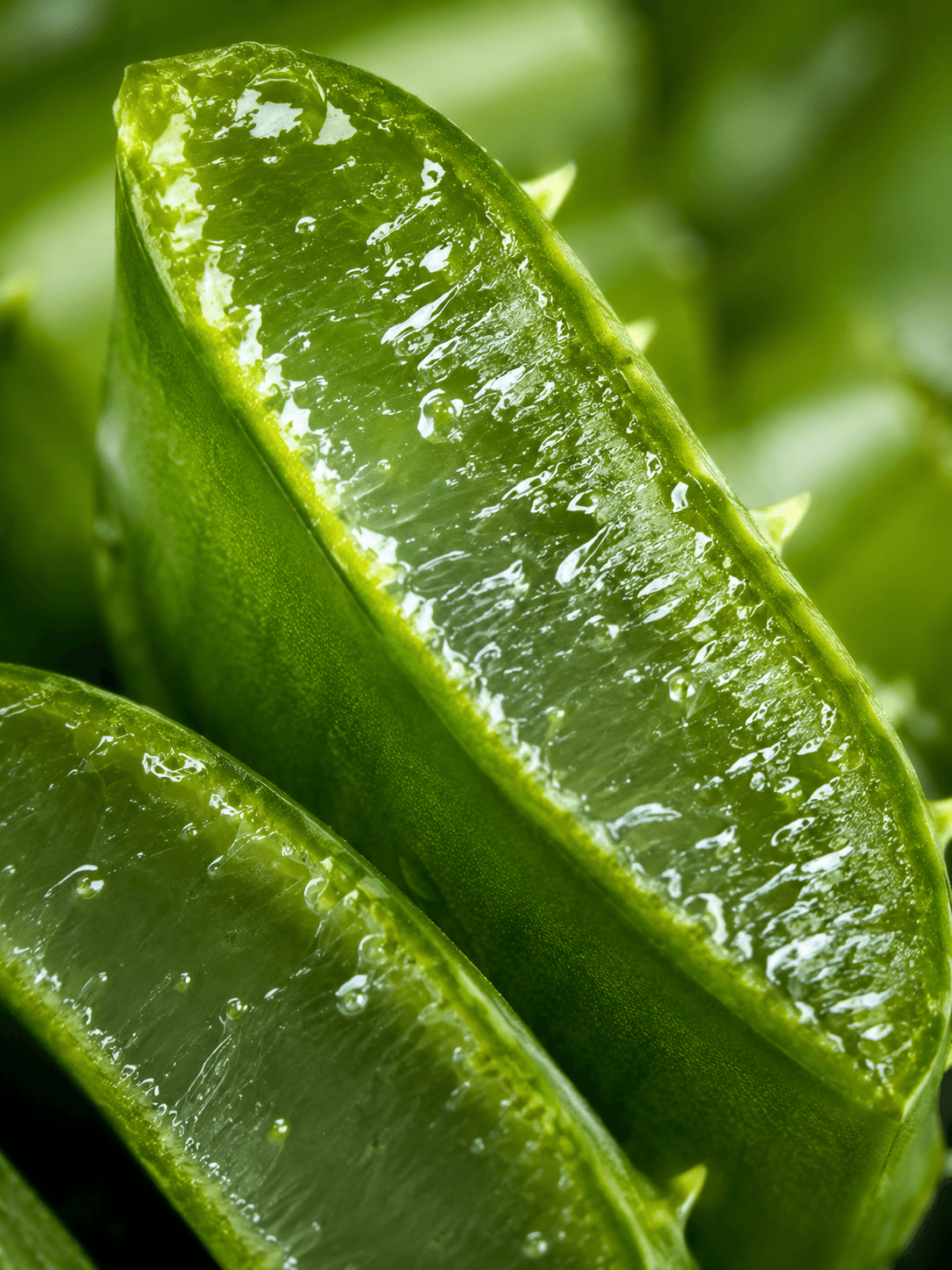 NOODY_AloeVera.png
