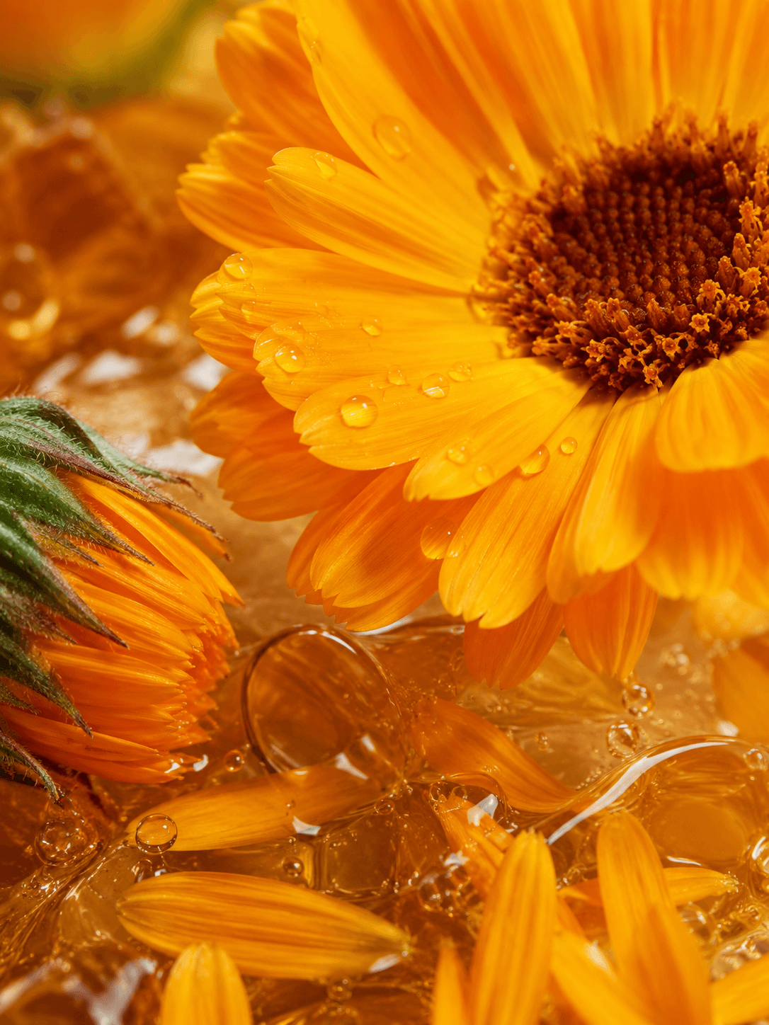 NOODY_Calendula.png