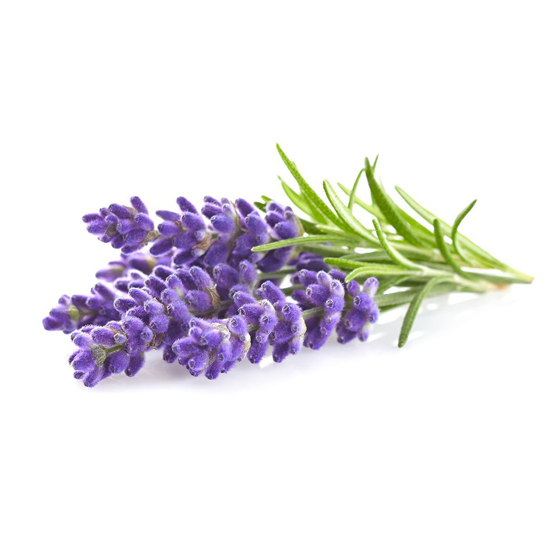 Lavender Oil