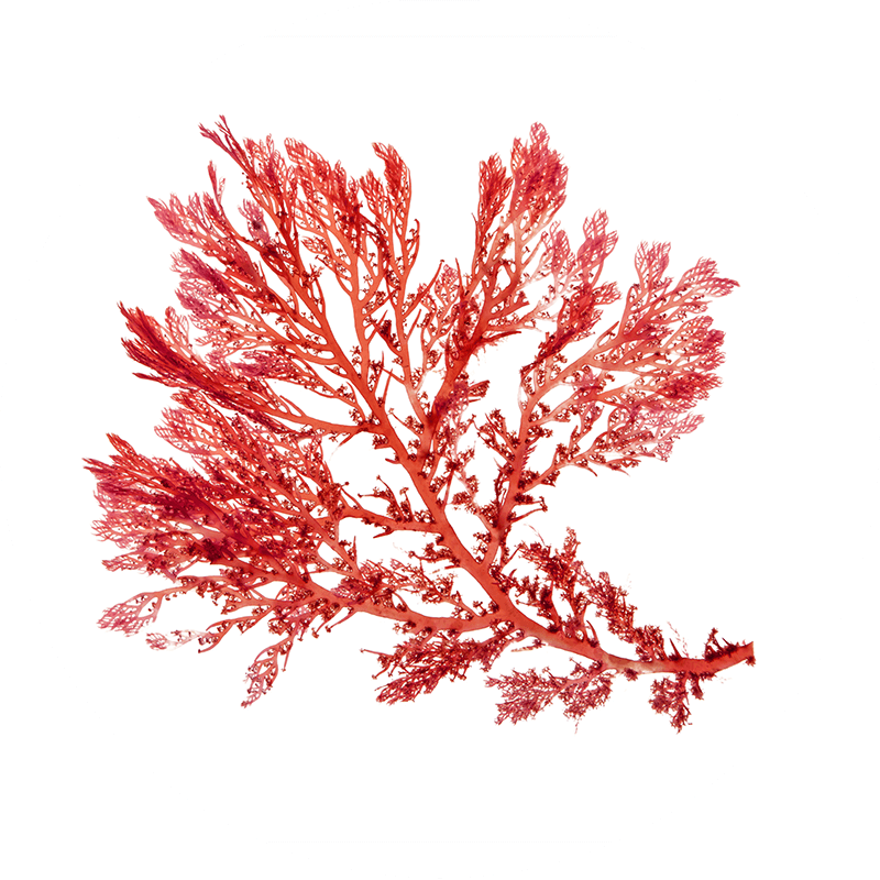 Red Seaweed